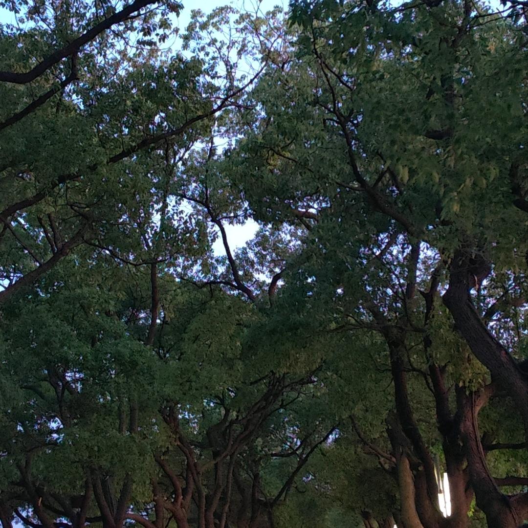 晨