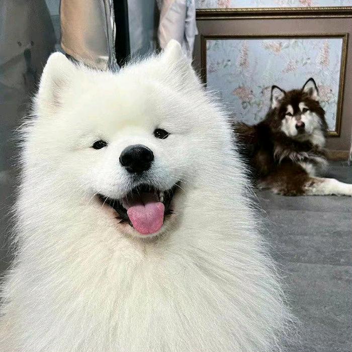 红蛋大王