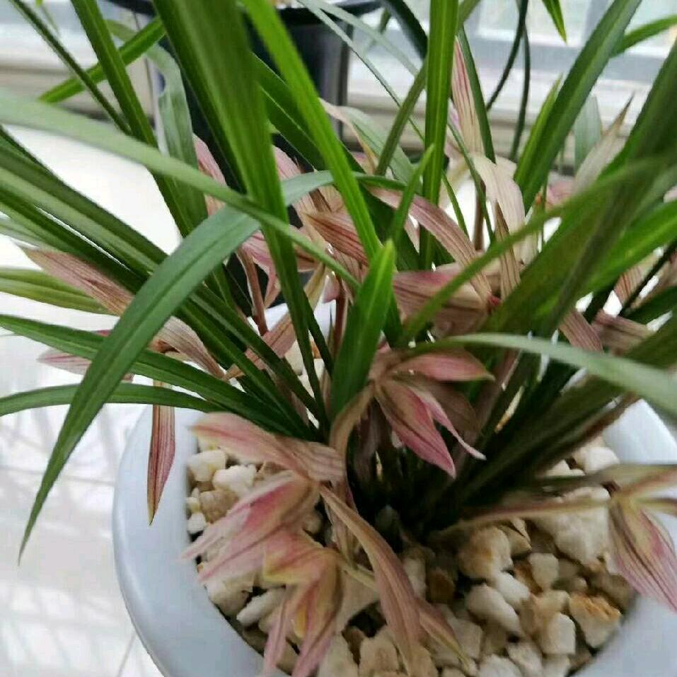 芬芬：（与佛有㑰）