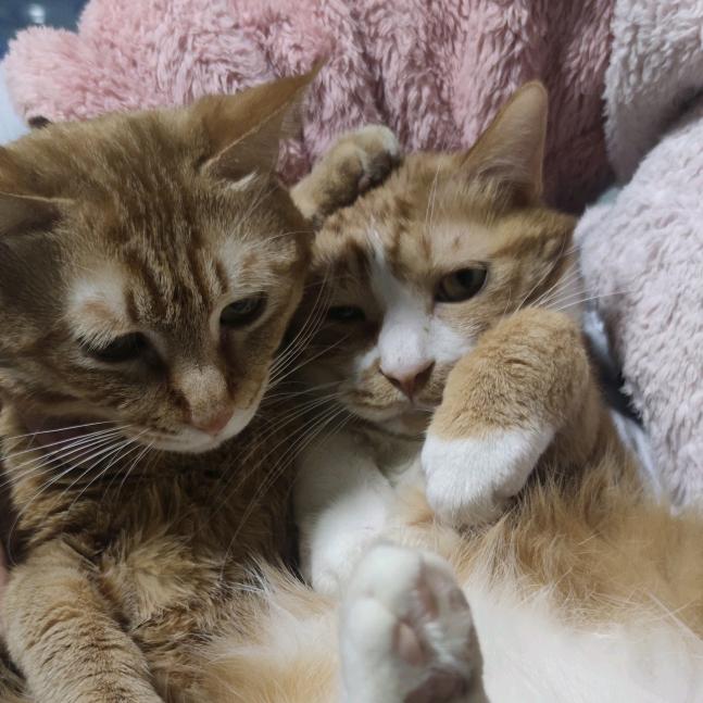 🌈小豆腐黄了吧唧🐈