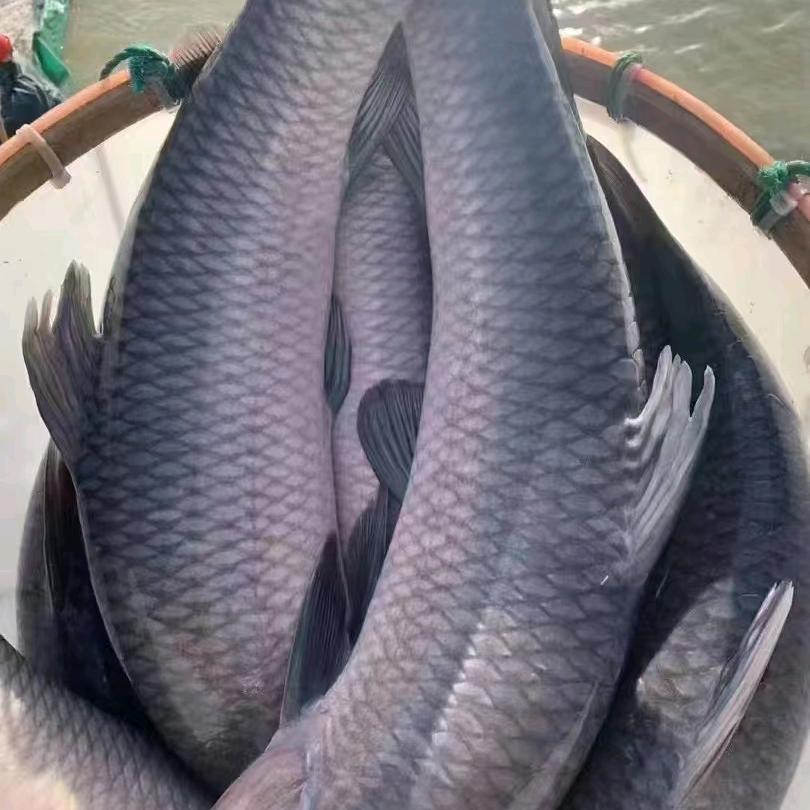 大力士钓场（阿锋）