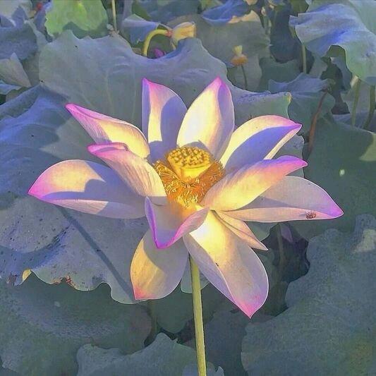 仙🌺🌺🌺👑