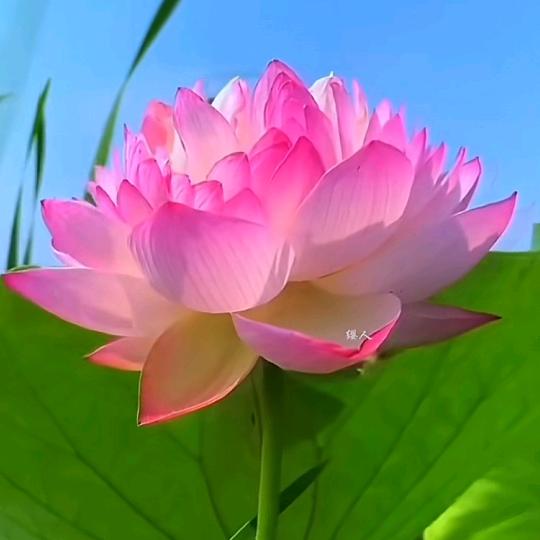 随缘🌹🌹🌹