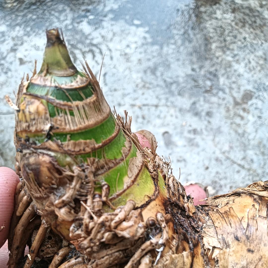 海岛小叶簕竹。