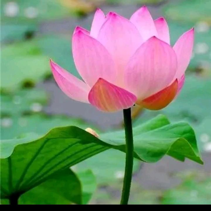 广州潇洒哥☆ 🍧