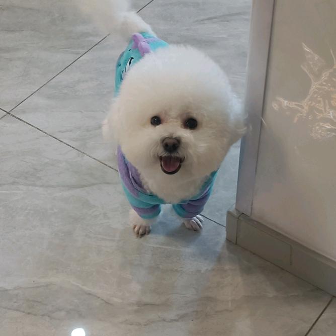 我家🐶叫金条