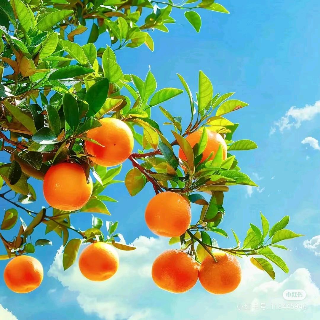 农业种植小欧
