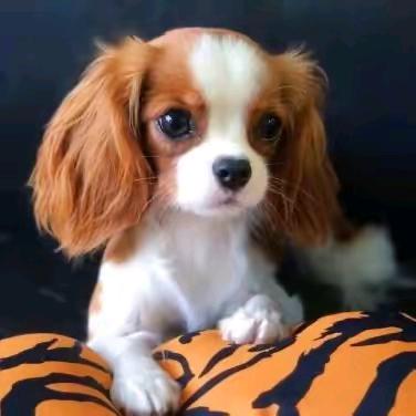 🤔 凌雲 🇨🇳