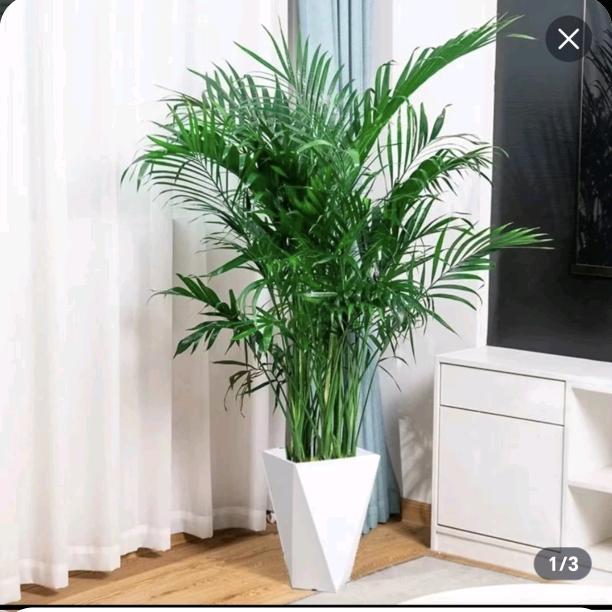 萍儿姐姐