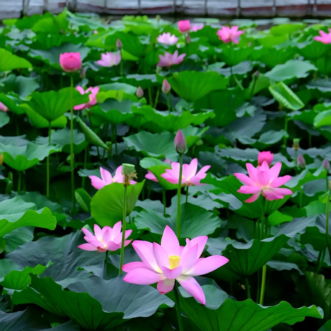 ♛梅花♛☞叶成☜