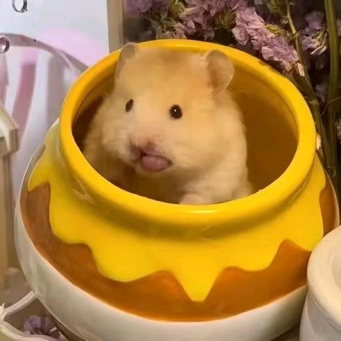 矮穷丑