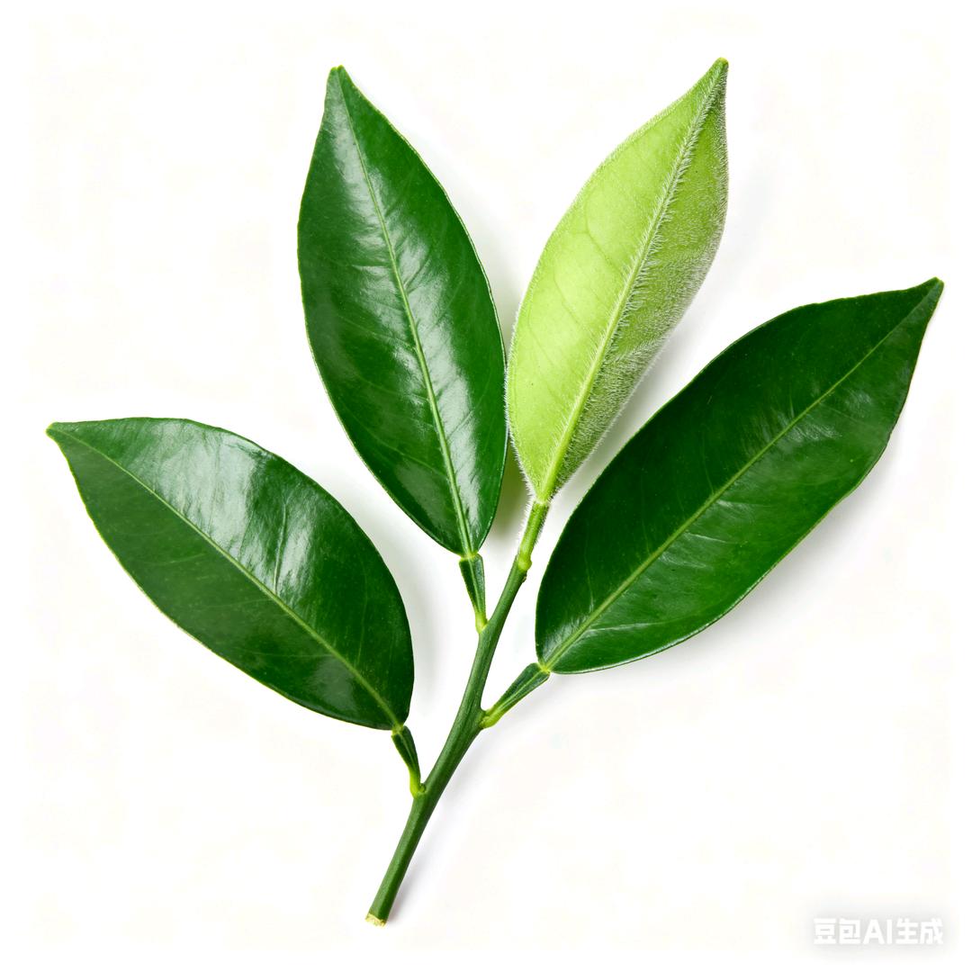 化茧成蝶