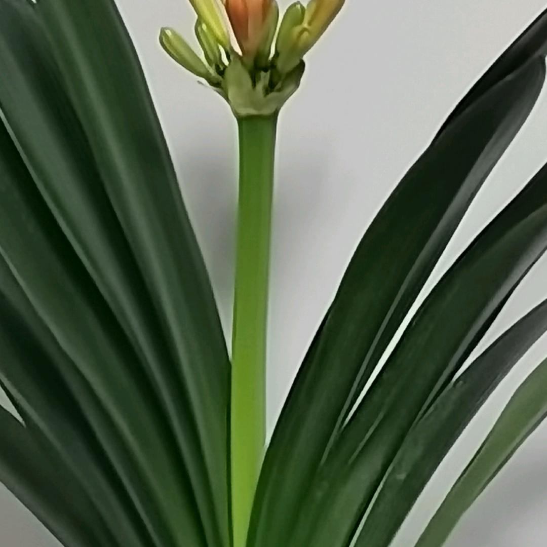 牧羊狼