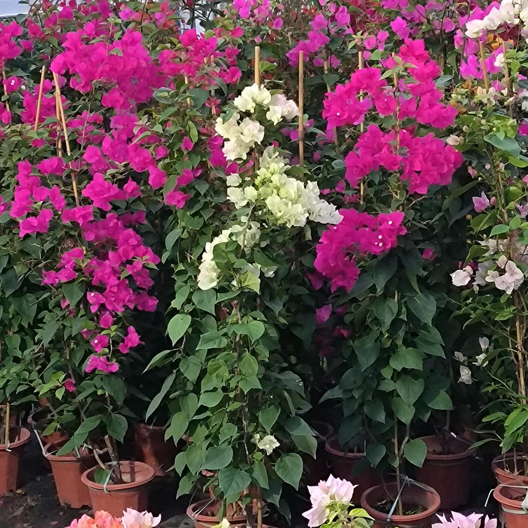 🌸桃花岛🌸熊二