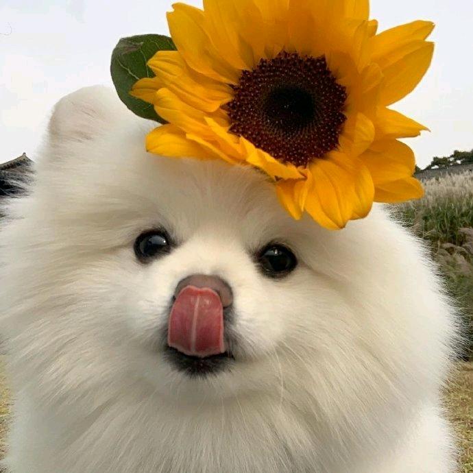 小郭好物推荐