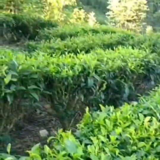 云南高山云雾生态茶