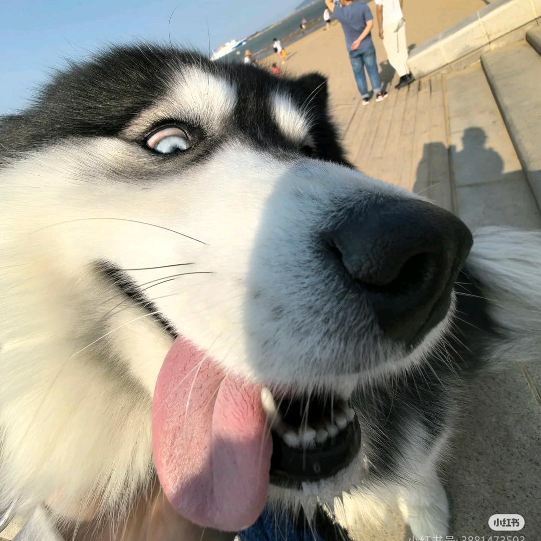 咕噜木