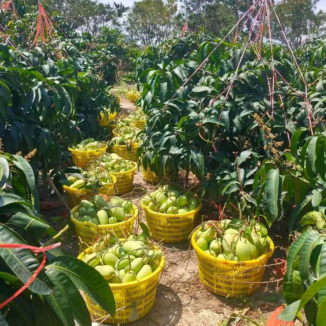 新鲜蔬果优品店