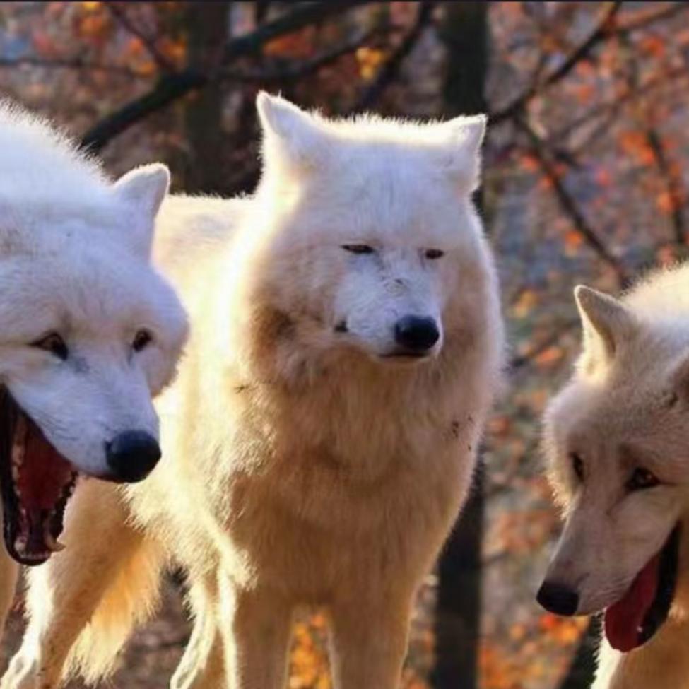 🌈真的睡不饱啊