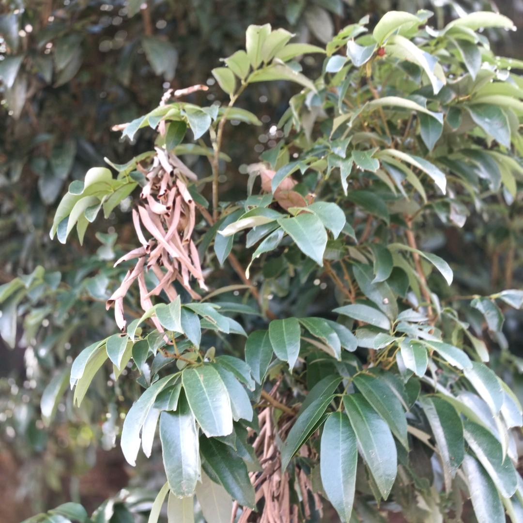 细雨