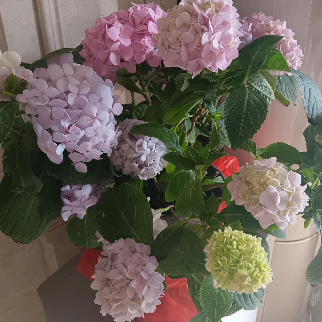 安溪县凤城国萍百货店（个体工商户）