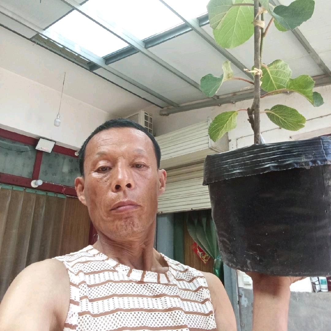 猕香水杨桃苗木