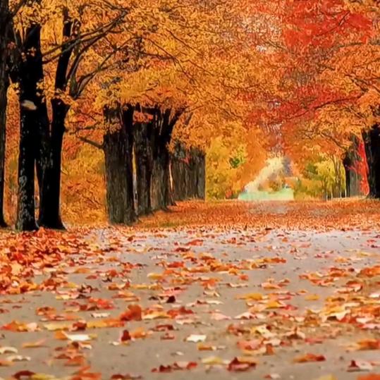 家和万事兴🍎🍎🇨🇳🇨🇳