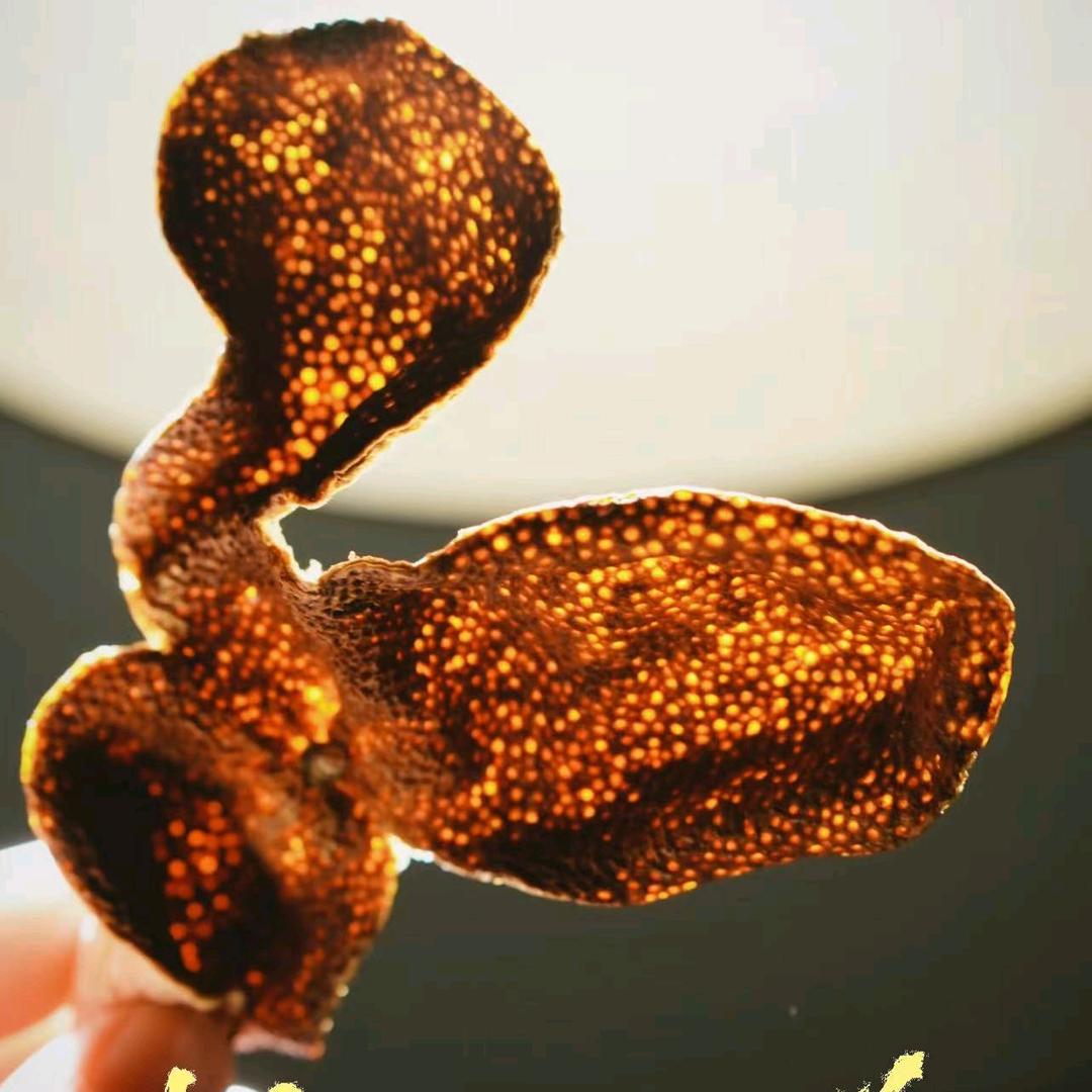 一片树叶的故事