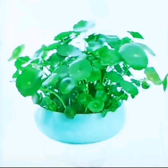 旭日优品