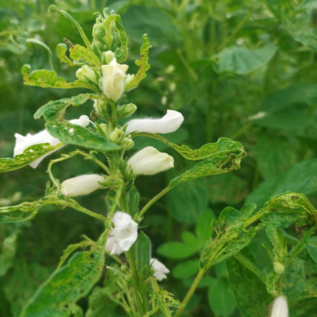 美好阳光，。名德