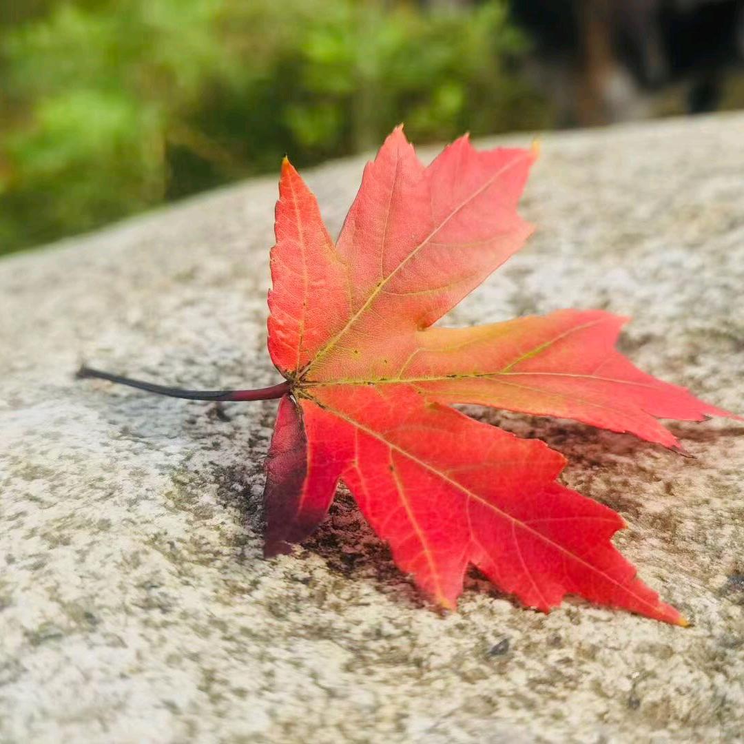 💥🍃㜂孞💥🍃