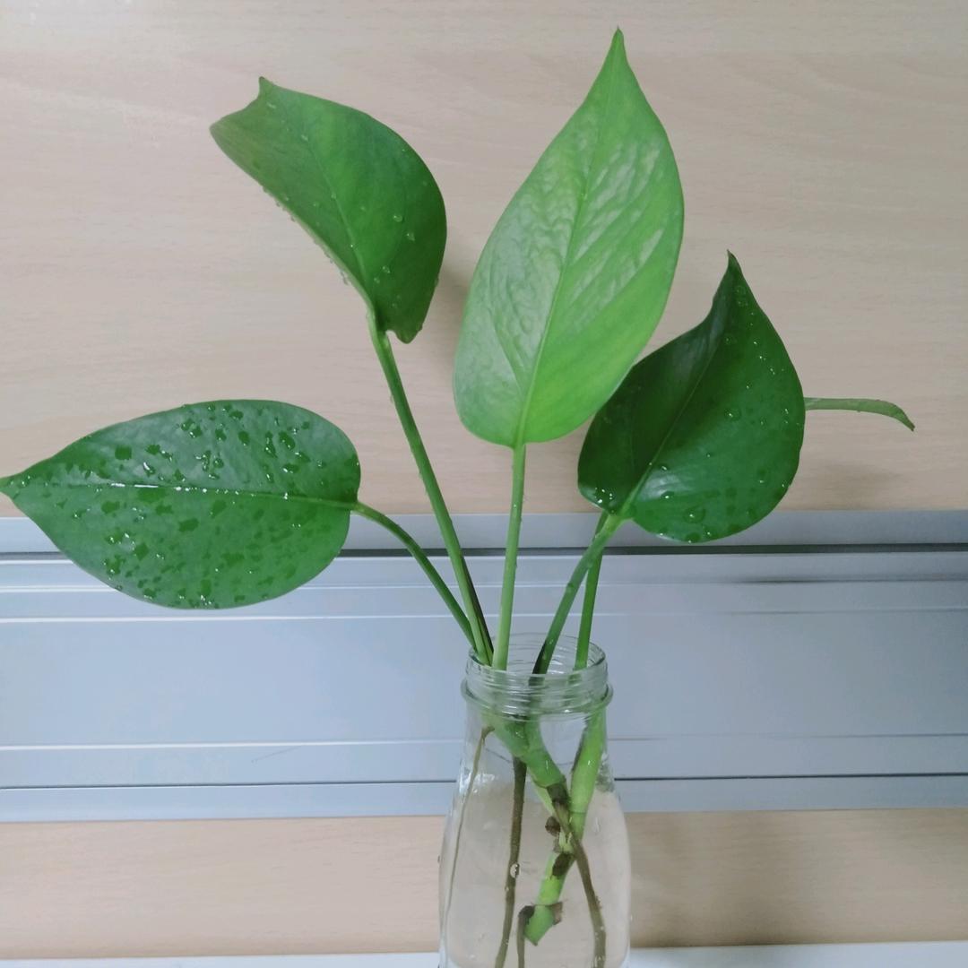 小杨同学
