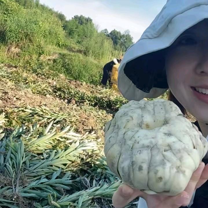 种植百合的吴小姐🍀