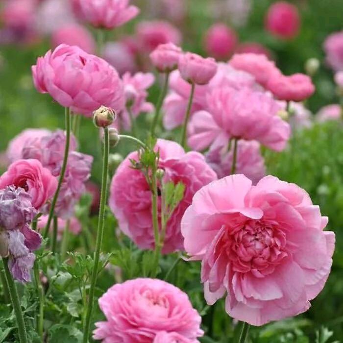 🌹🌹🌹