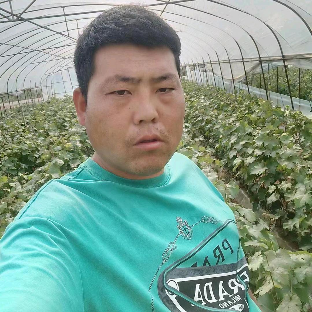 葡萄苗繁育，葡萄树嫁接