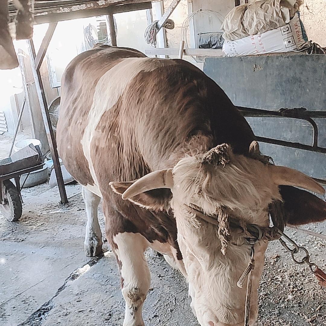 种公牛配种上门服务