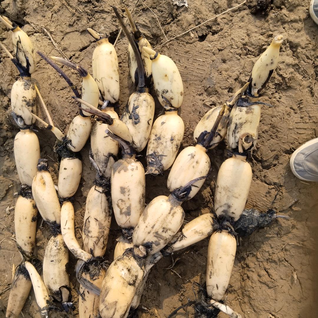 莲藕代办批发要货3联1337543382