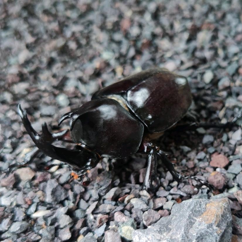 潜水烤鸭不会嘎