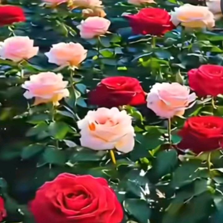 平安