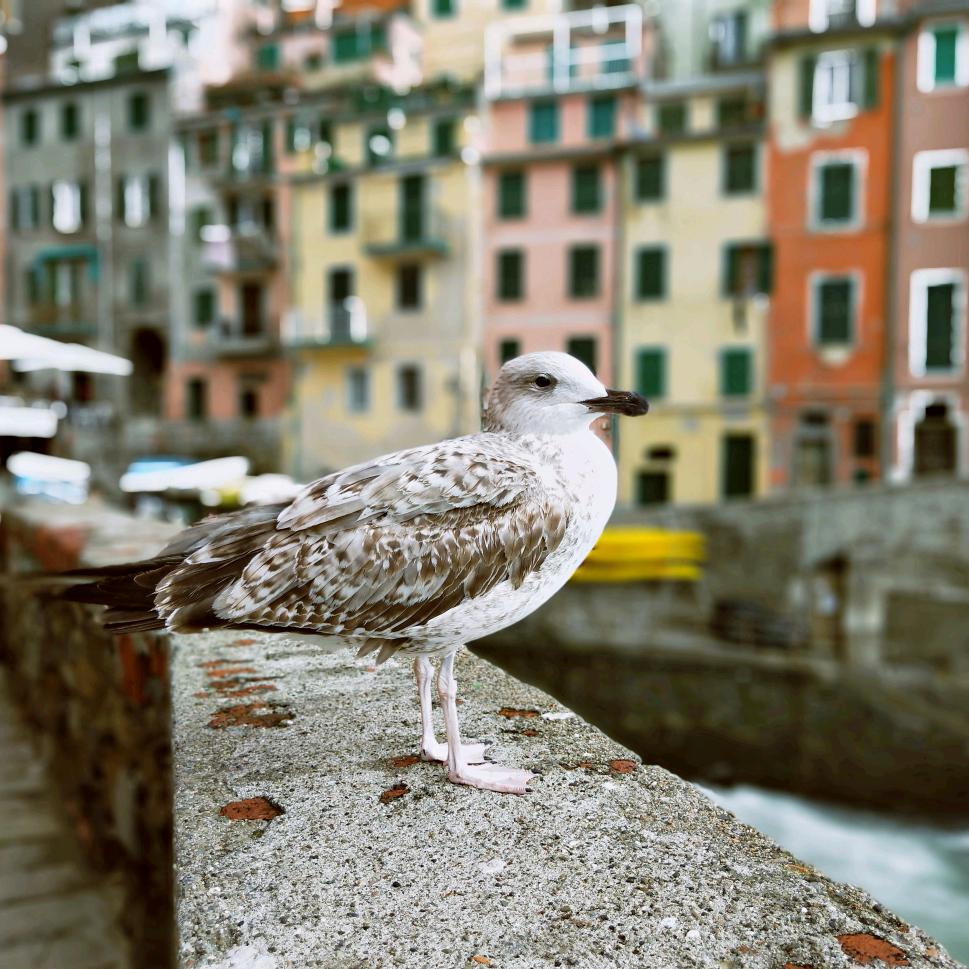 嗅不要脸的家伙