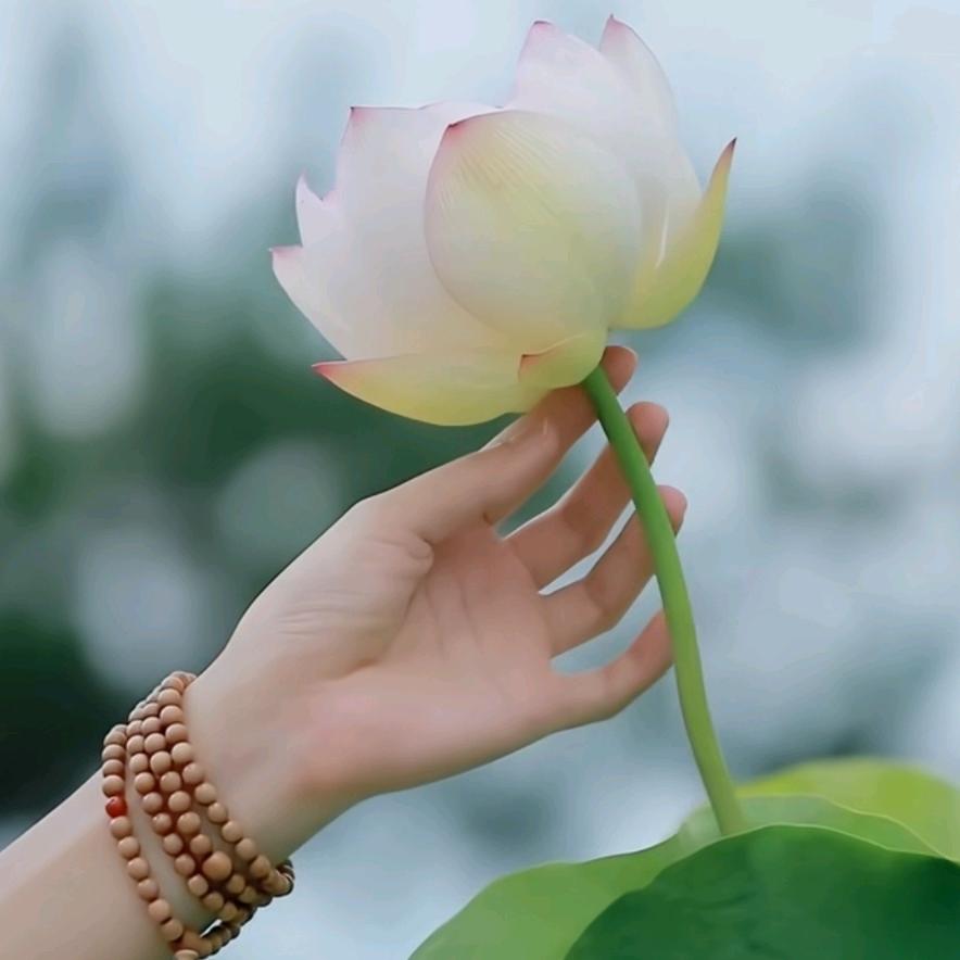 ᰔᩚ ✧*梦昙栀子尽芳华❀*◡̈