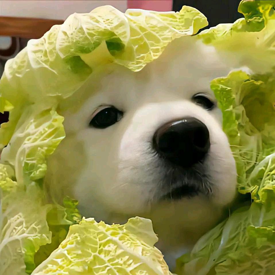 悲伤大包菜