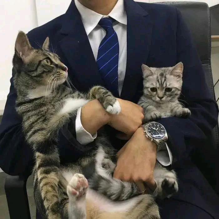 冷面