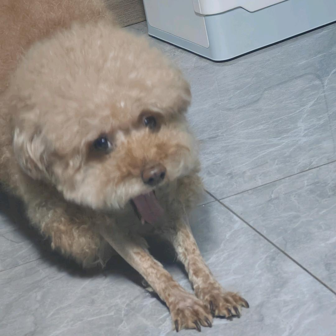 再见已是菊外人