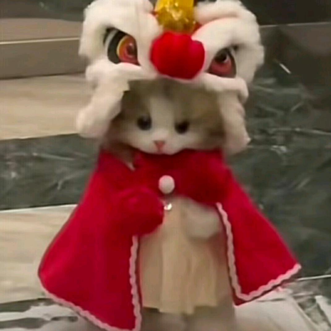 抓住一只呆橘🍊