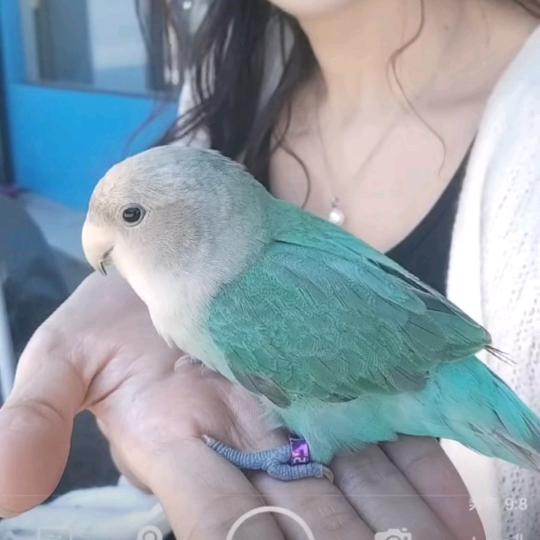 田心小凡