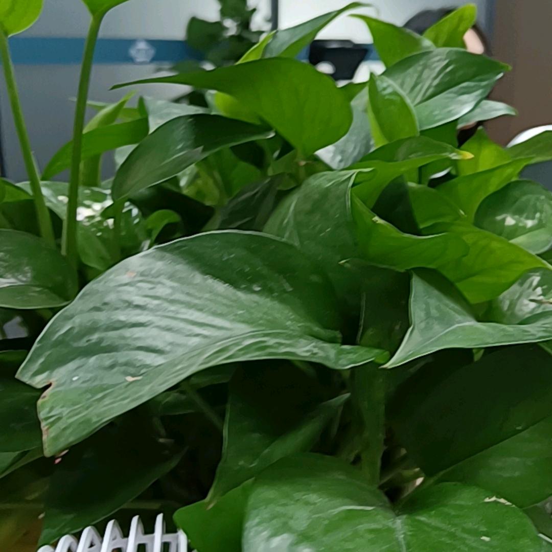 耀邦旭-杨军老师