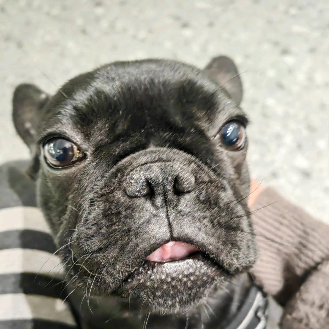 元宝我的毛孩子