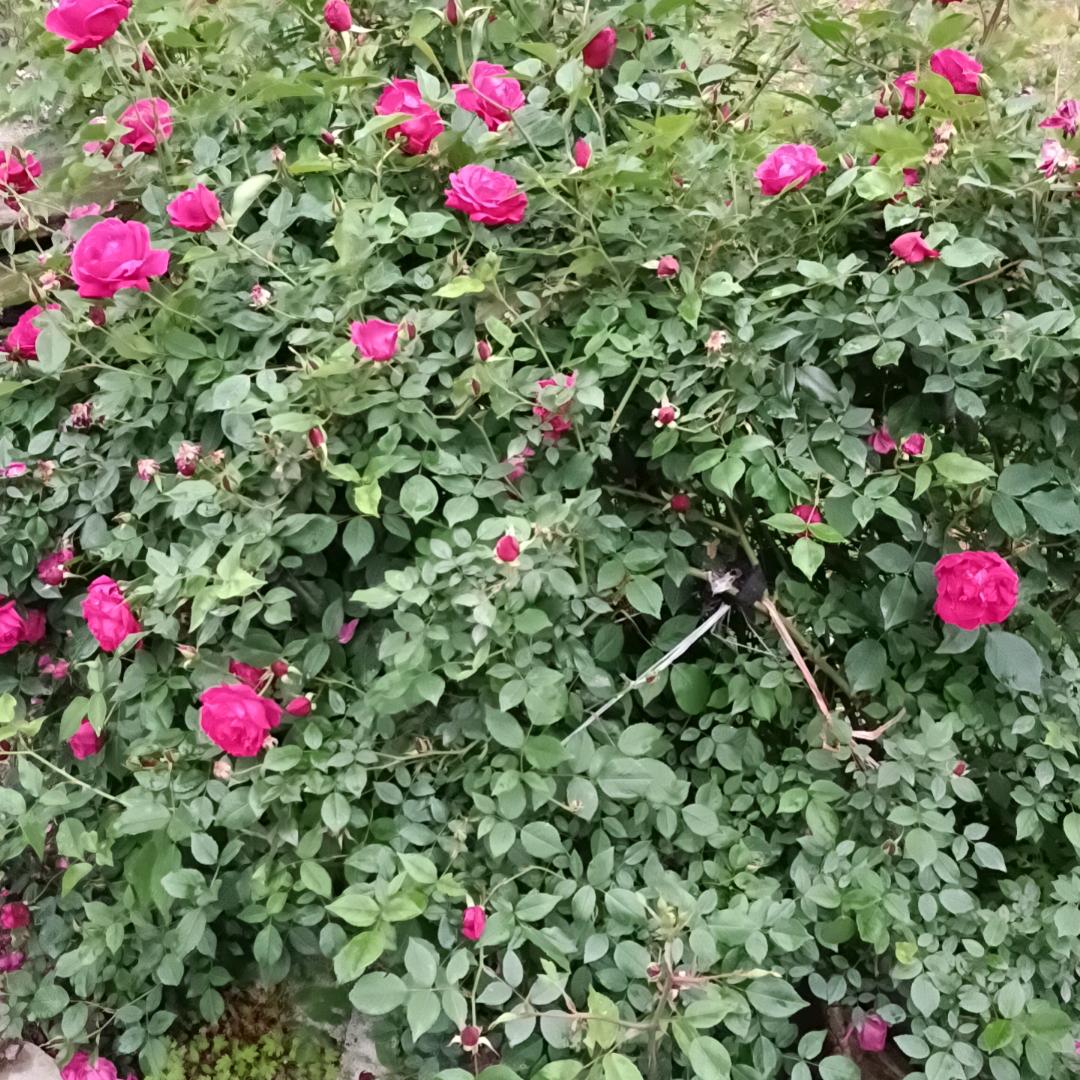 生如一粒沙