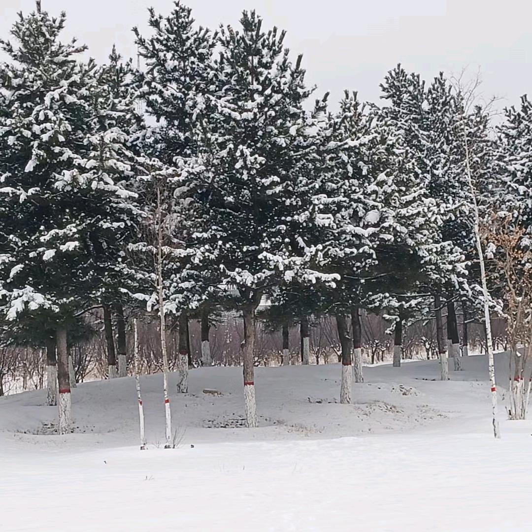 人生如梦，戏如人生